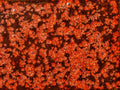 KJ-233 Maple Leaves