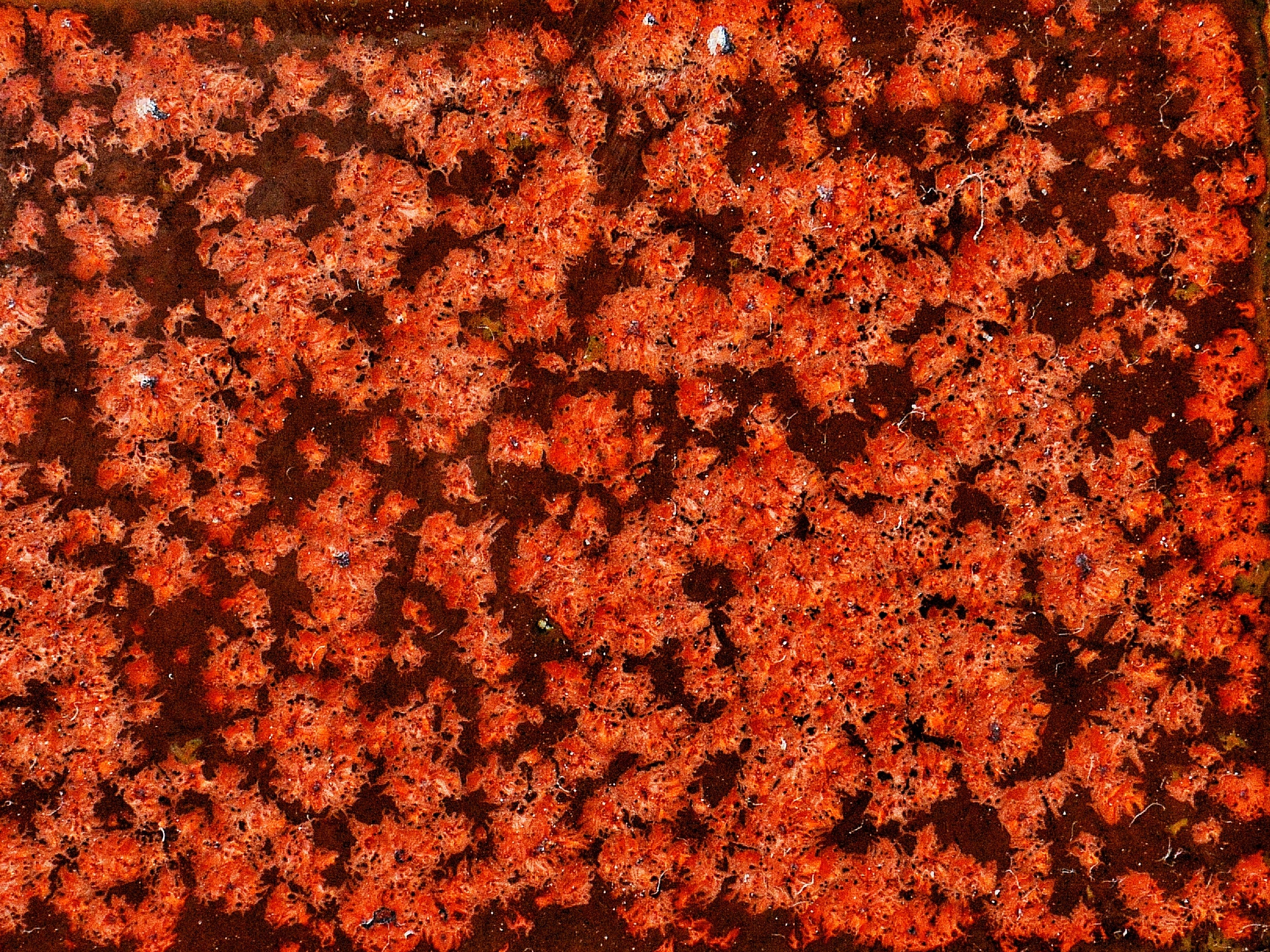 KJ-233 Maple Leaves