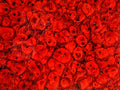 KJ-225 Poppy Field